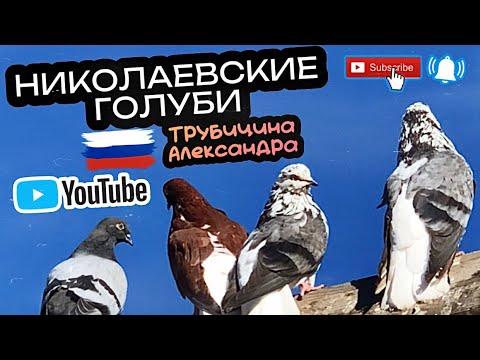 Видео: Николаевские голуби Трубицына Александра. п.Волжский Самарская область. тел +7 (987) 433-98-04