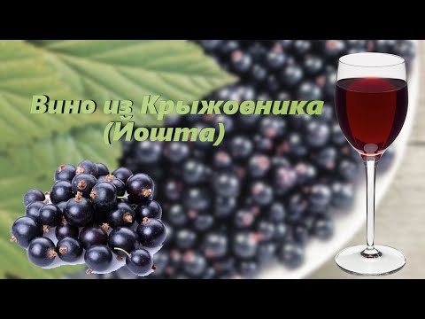 Видео: Вино из Крыжовника (Йошта). Рецепт приготовления в домашних условиях