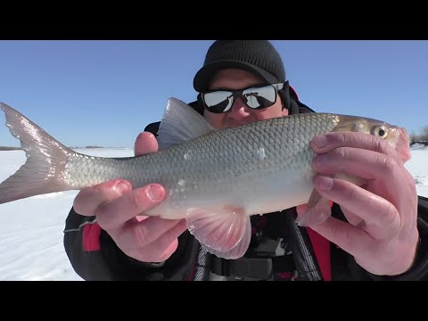 Видео: ЛОВЛЯ ЯЗЯ НА "КОМБАЙНЫ" И МОРМЫШКУ В АПРЕЛЕ.