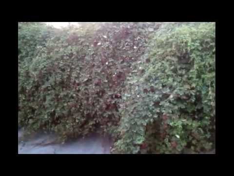 Видео: Прогулки по Юго- Востоку Ош-2013