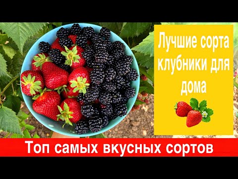 Видео: Топ самых вкусных сортов клубники