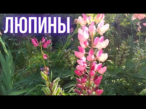 Видео: Люпины. Собираем семена люпинов