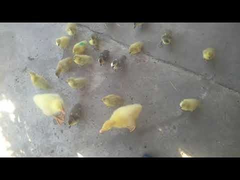 Видео: гусята водят кучу утят