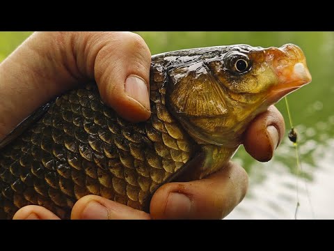 Видео: ПОПАЛ на раздачу КРУПНЯКА! ТЕСТО, НЕРЕСТ и КАРАСЬ!