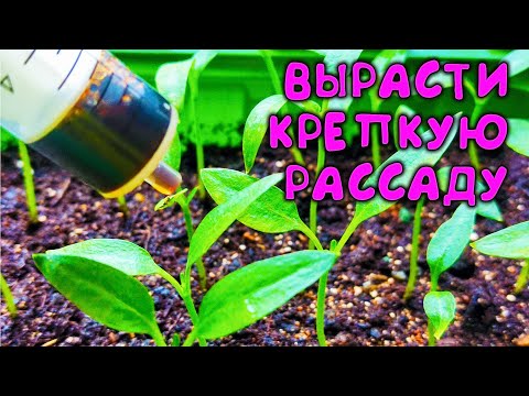 Видео: Жаль раньше не знал про эту подкормку 🌶 теперь моя рассада не вытягивается на толстой ножке 🌱