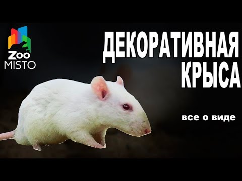 Видео: Декоративная Крыса - Все о виде грызуна | Вид грызуна - Декоративная Крыса