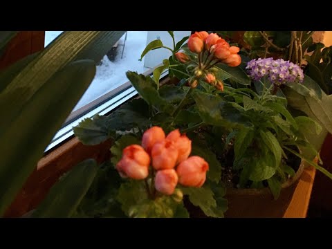 Видео: 🌺Цветущие пеларгонии, гелиотроп и не только...🌺