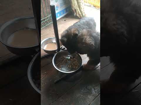 Видео: 7 ноября 25г., снег растаял, лохматая банда гуляет