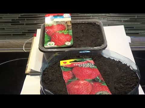 Видео: Зимние посевы в 2022 году