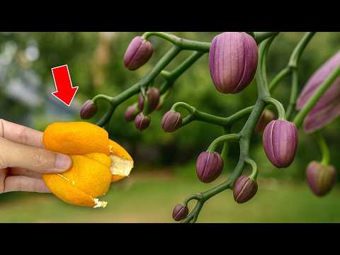 Видео: Всего один раз положила его под горшок! Орхидея тут же пустила корни и зацвела.