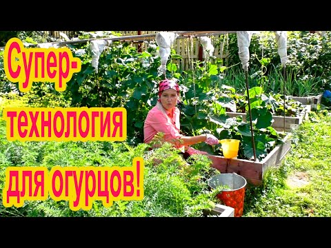 Видео: Как продлить плодоношение огурцов во второй половине лета