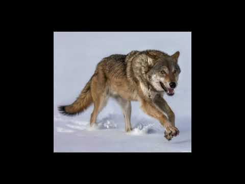 Видео: "АРЫСТАН" АТЫН АЛҒАН АЛЫП ТҰЛҒА!!Авторы: Құнанбай БайжиенұлыСыбызғы да: Бейілхан Қалиакбарұлы