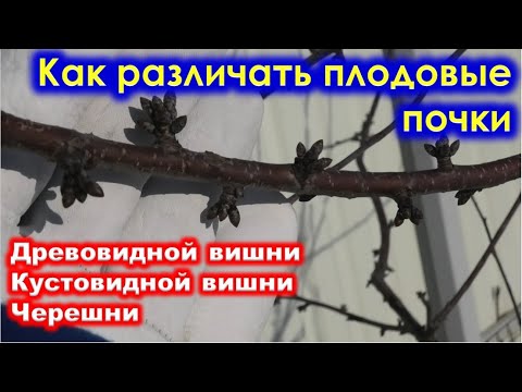 Видео: Как РАЗЛИЧАТЬ ПЛОДОВУЮ ПОЧКУ и ростовую ВИШНИ, ЧЕРЕШНИ, ДЮКА.