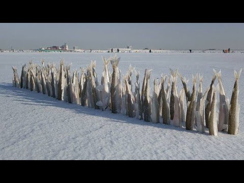 Видео: Как стать браконьером по корюшке. Вяжем уловистую снасть.