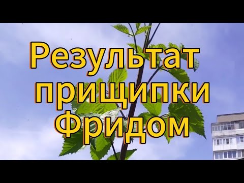 Видео: Результат прищипки Фридом