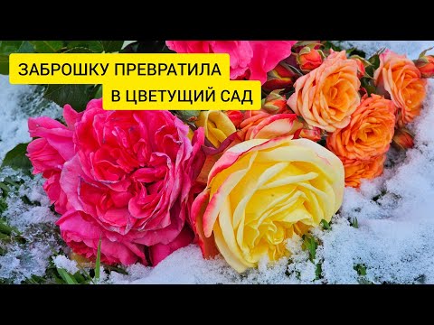 Видео: КУПИЛА ЗАБРОШЕННУЮ ДАЧУ И ПРЕВРАТИЛА В РОЗОВЫЙ САД НА РАДОСТЬ СОСЕДЯМ | ЧЕРЕНКОВАНИЕ РОЗ ОСЕНЬЮ