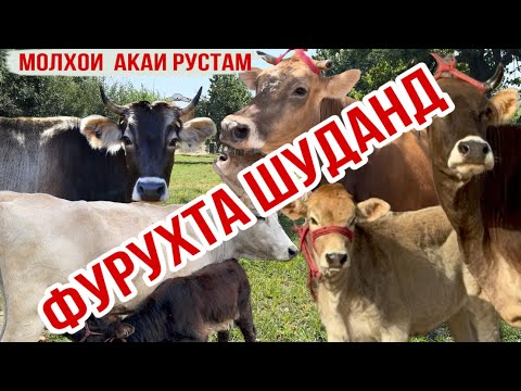 Видео: 5-САР ОЧА БАЧА АЗ АКАИ РУСТАМ БО НАРХИ ХЕЛЕ АРЗОН УСПНТ КУНЕД 28 октября 2025 г.