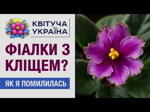 Видео: Фіалки з кліщем? 😱 Я помилилась, але все виправила.