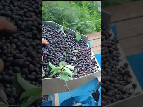 Видео: Веялка для ягод и кедрового ореха. т.89135153009