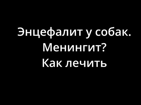 Видео: Энцефалит у собак Менингит Как лечить