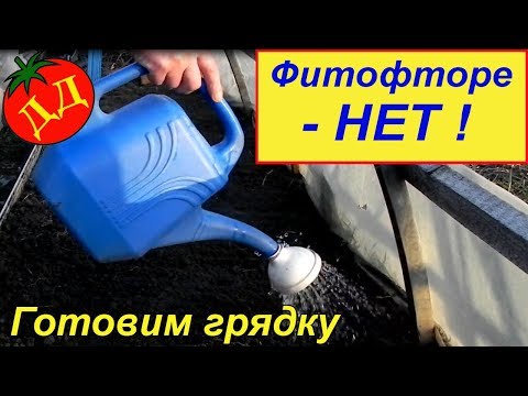 Видео: ЧЕМ ПОЛИТЬ ГРЯДКИ, ЧТОБЫ НЕ БЫЛО ФИТОФТОРЫ