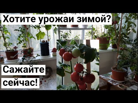 Видео: Эти сорта томатов и огурцов гарантированно дадут вам урожай зимой. Мой огород на балконе.