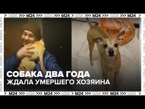 Видео: История как в фильме «Хатико»: в Москве собака два года ждала умершего хозяина — Москва 24