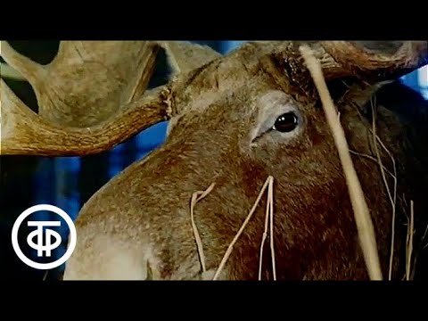 Видео: Виталий Бианки (1976)