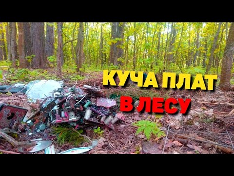 Видео: НАШЁЛ ПЛАТЫ И СТАРУЮ ЭЛЕКТРОНИКУ В ЛЕСУ! ПОИСК МЕДИ И МЕТАЛЛОЛОМА НА СВАЛКЕ.