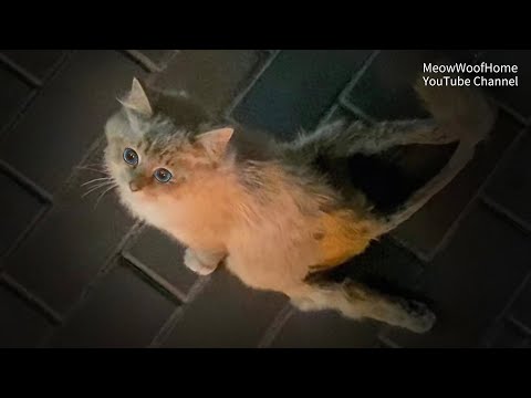 Видео: Кошка, брошенная хозяином из-за паралича, ползет за людьми, когда они ей встречаются