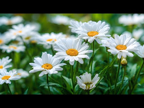 Видео: Успокаивает, восстанавливает нервную систему 🌿 Останови поток мыслей — музыка для снятия стресса