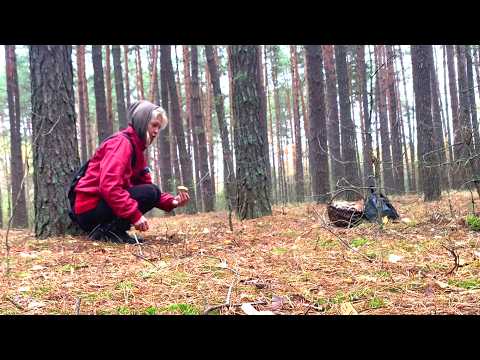 Видео: 🌲 В лес уже одна не хожу. ОПАСНО !!! / Медведи?! Живу одна на краю села