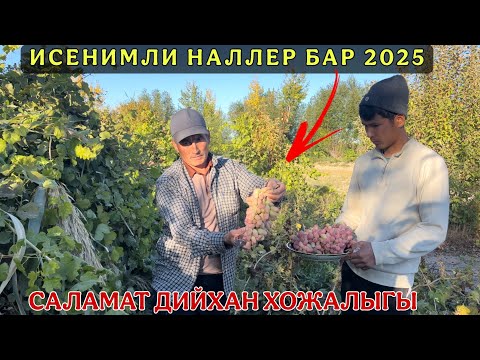 Видео: ИСЕНИМЛИ НАЛ КЕРЕК БОЛСА/САЛАМАТ АГА НАЛЛЕРИ 2025/ДЕМ БЕРМЕС