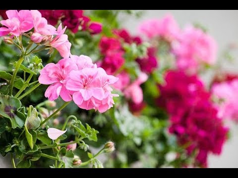 Видео: Пеларгония(герань )🌸 все о герани !!!
