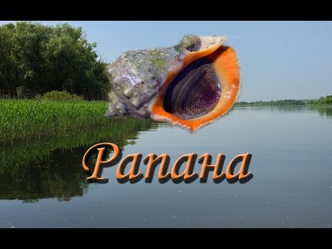 Видео: Русская Рыбалка 3.9 Рапана
