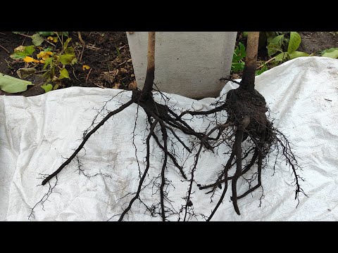 Видео: Коренева підщепи Віржинки 