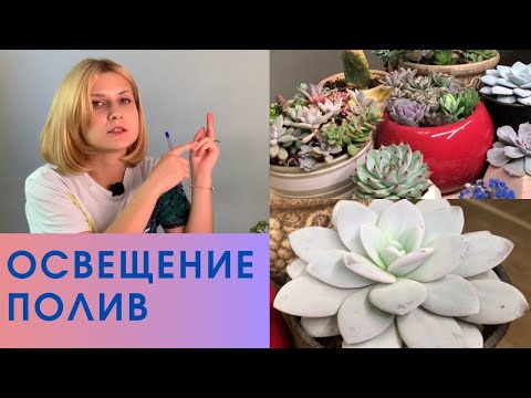 Видео: Суккуленты: уход, свет, полив, температура для суккулентов.