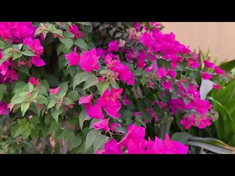 Видео: Прогулка по территории отеля.