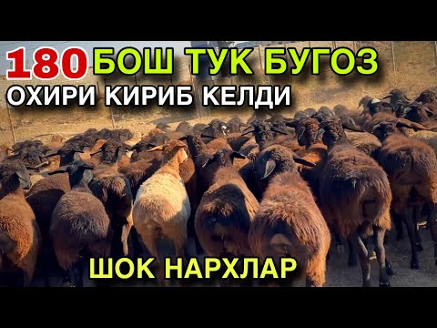 Видео: ОХИРИ ЙЕТИБ КЕЛДИ! МАНА КАТТА ПАРТИЯ 180 БОШ ТУК БУГОЗ КУЙЛАР! 
