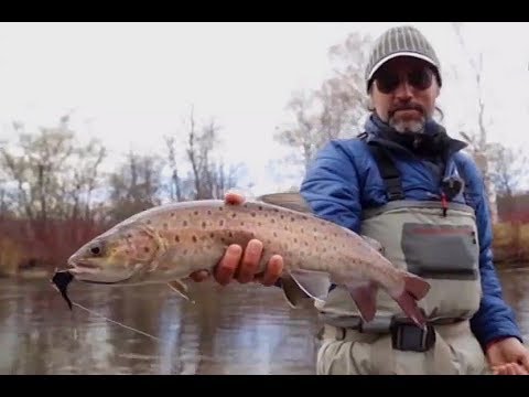 Видео: Ловля ленка нахлыстом