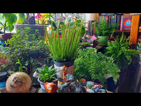Видео: комнатные растения  в июле