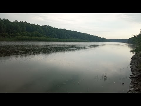 Видео: 21 Июня рыбалка на р. Обь, протока.Подлещик, плотва, не дают скучать.