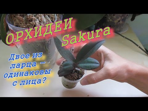 Видео: Обзор домашних орхидей: Dtps. Lius Sakura KF 4N и P.Liu's Sakura