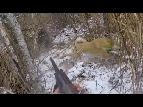 Видео: Охота с лайкой на кабанов в камыше .