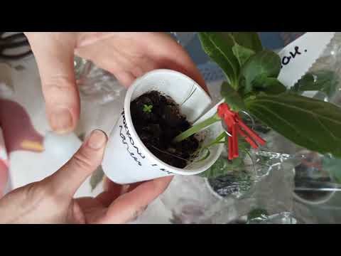 Видео: Результат прививки арбузов на лагенарию. Прошла неделя!