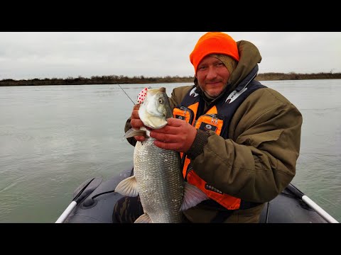 Видео: Осенняя раздача  в корягах.