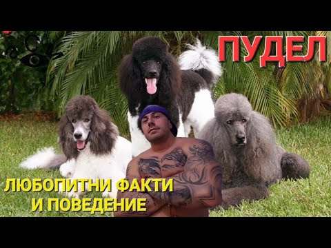 Видео: ПУДЕЛ - ЛЮБОПИТНИ ФАКТИ И ПОВЕДЕНИЕ    а.С.м