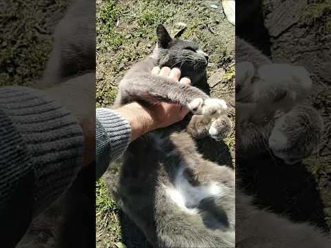 Видео: Котик балдеет #catlover