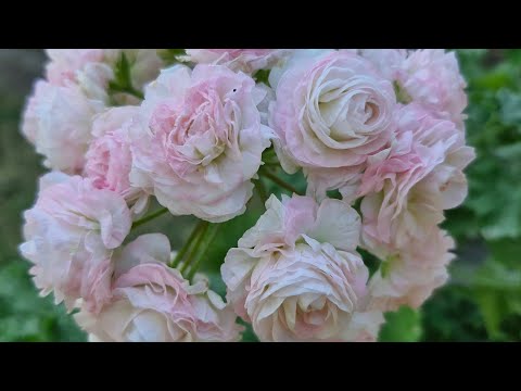 Видео: 4. Пересадка на зимівлю дорослого обрізаного  куща з  великого горщика у менший.