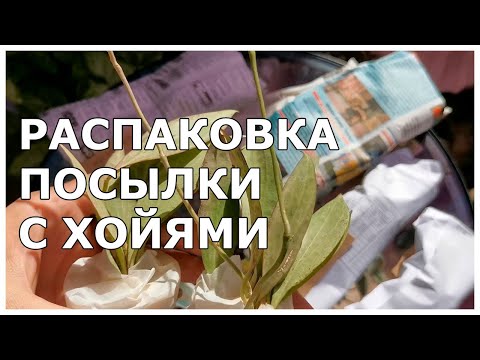 Видео: Распаковка посылки с хойями